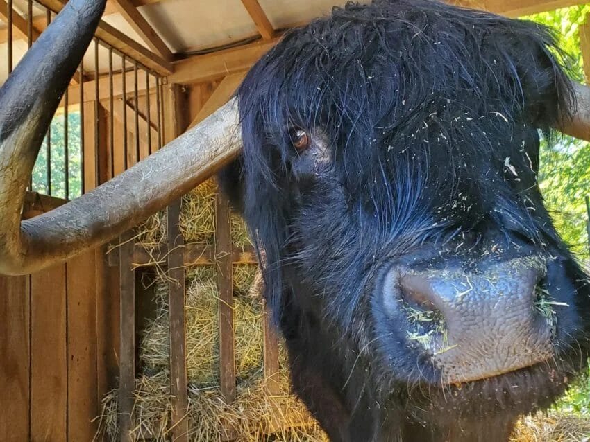 16-year-old Highland steer Curtis passes away at Allandale Farm