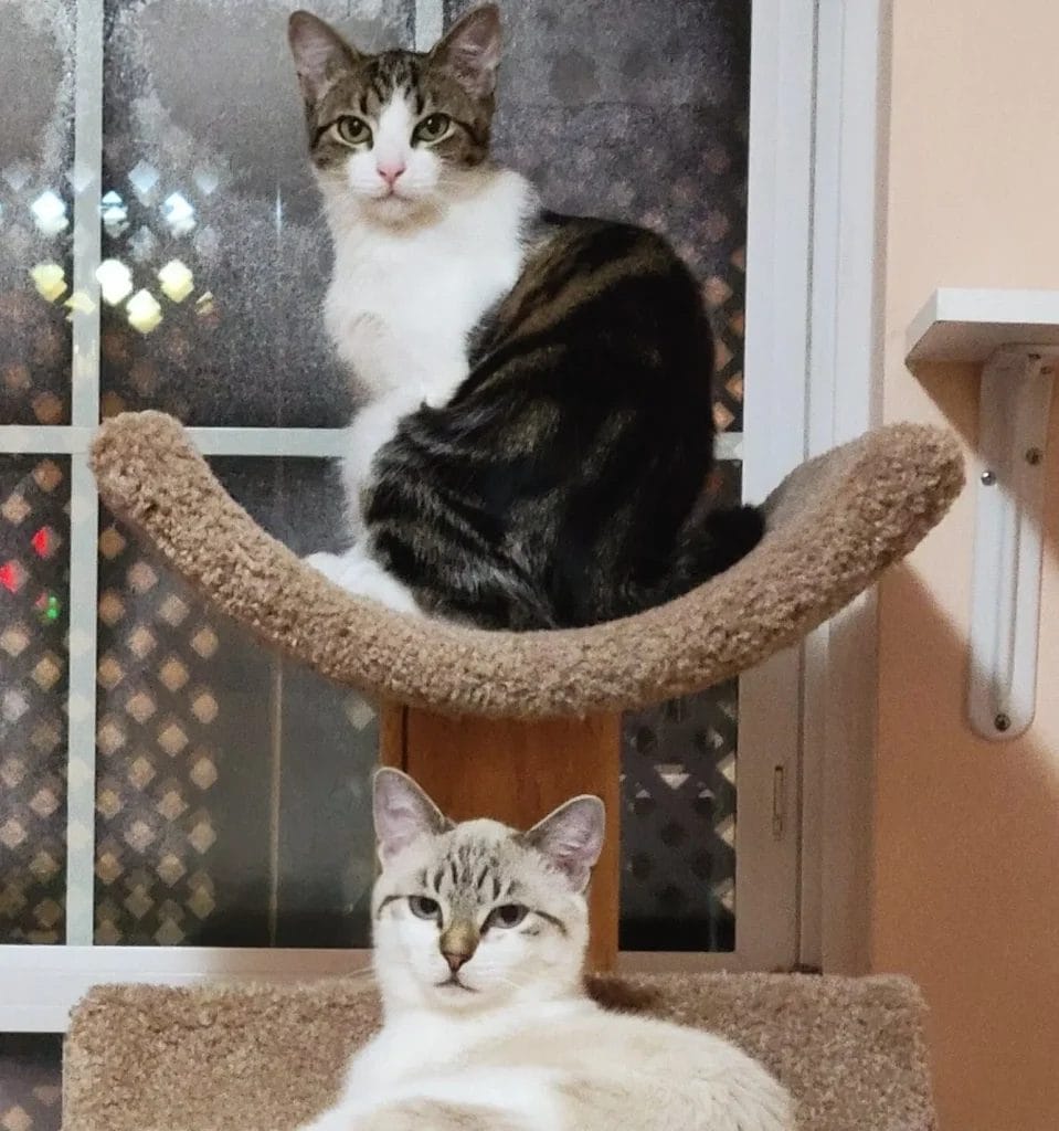 Indie and Sizzle’s playful antics: mouse toys, cuddles and ‘adorable kitten energy’