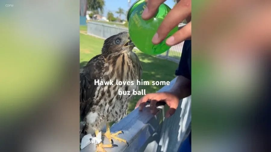 Los Angeles Man Jailed for Feeding ‘BuzzBallz’ to Hawk