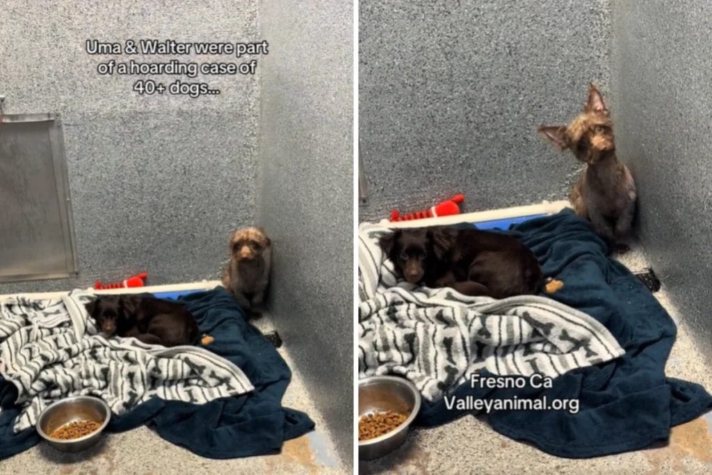 Heartbreaking Tale of Two Hoarding Case Survivors Struggling to Find Homes