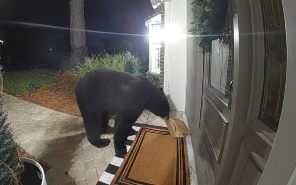 Bear Caught Stealing Amazon Package From Porch Caught on Ring Cam