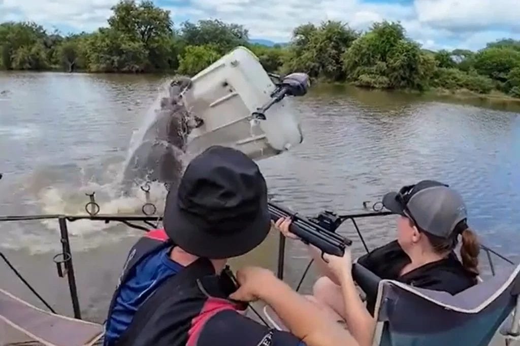 Conservationist thrown into water as rampaging hippo flips boat in South Africa national park