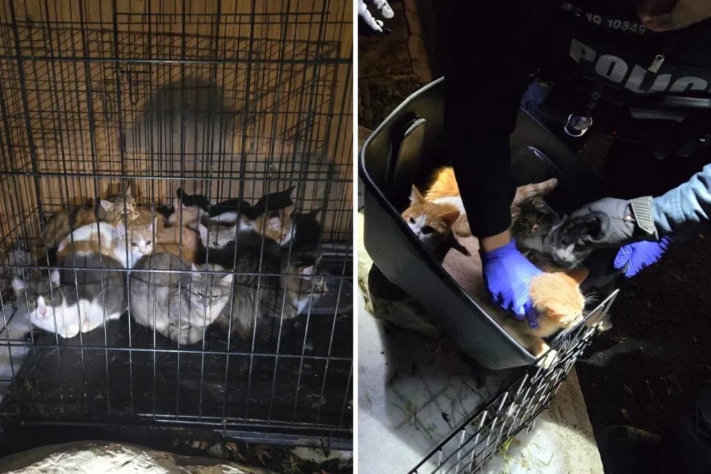 Outrage as 8 Kittens Abandoned in Snow: Rescued by Austin Police