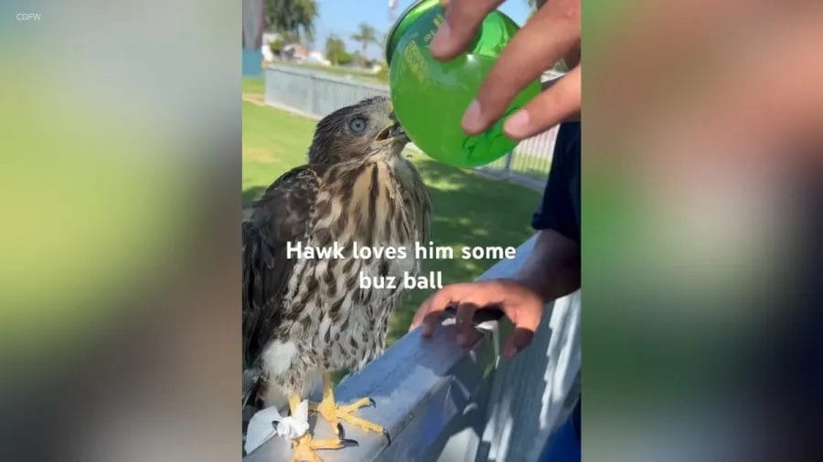 Los Angeles Man Arrested for Cruelty to Hawk