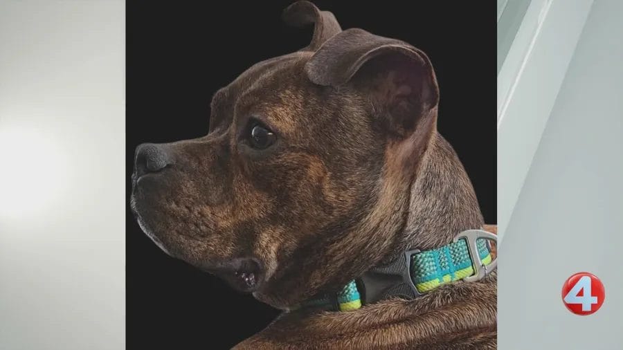 Simon, the very friendly pup, seeks his forever home