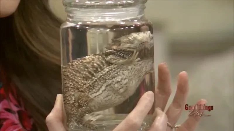 Discover nātür showroom’s unique collection of museum-quality specimens