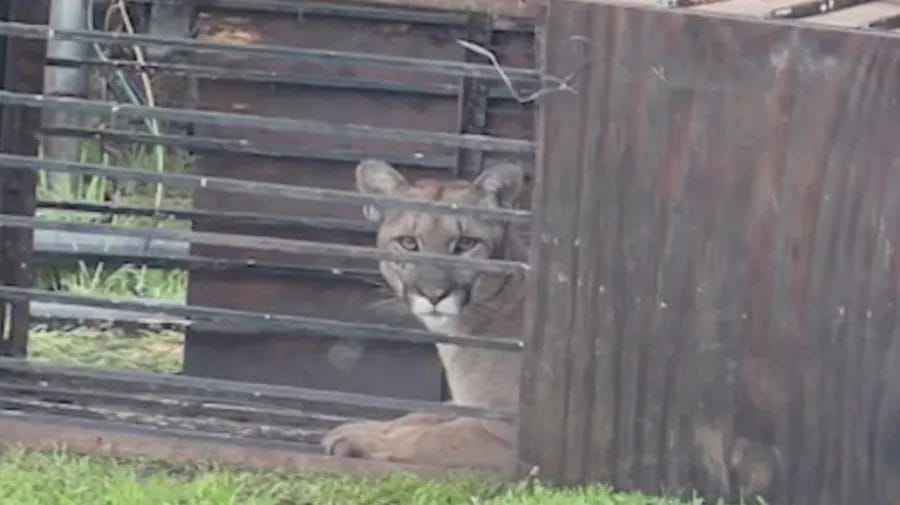 Mountain Lion Trapped in Southern California Family’s Backyard