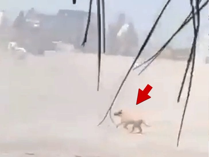 Dog Caught in Crossfire of Puerto Vallarta Shootout