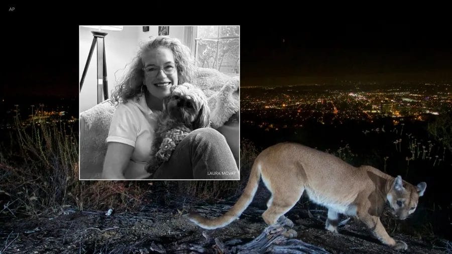 12-pound Shih Tzu snatched by mountain lion in Glendale: Owner devastated
