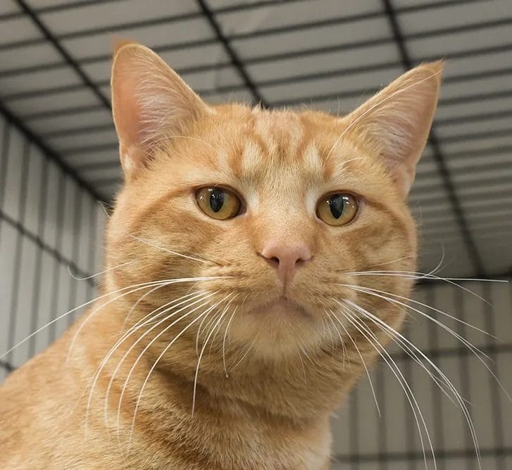 Adoptable pets in the Lehigh Valley: Meet Calvin, Priscilla and Dizzy