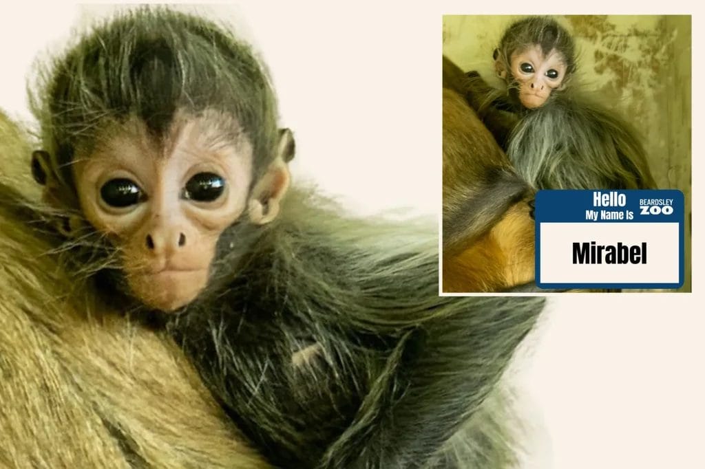 CT zoo’s baby spider monkey name revealed: Esperanza, Mirabel and Reyna