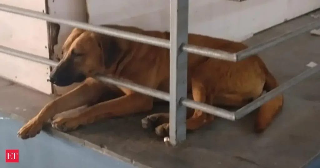 Delhi Airport Faces Backlash Over Missing Dog ‘Dholu’ and Bite Incidents