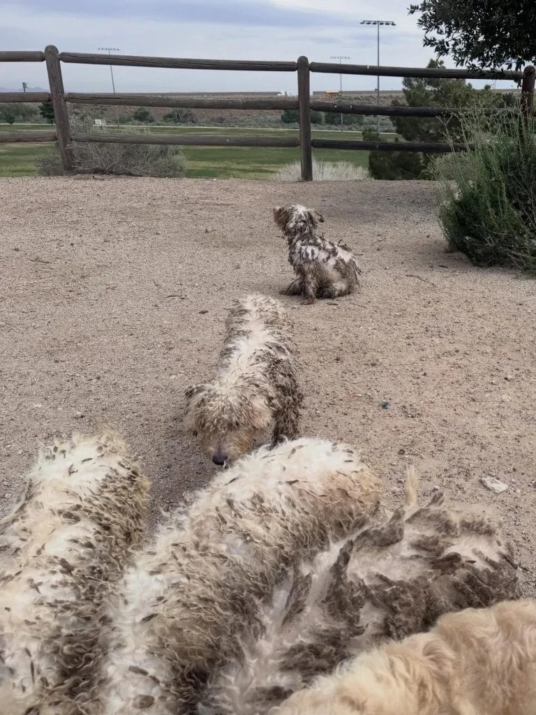 Pack of badly neglected dogs found on the loose in SoCal park
