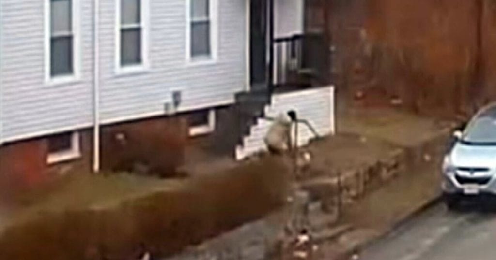Worcester Fox Attack Prompts Community Concerns Over Wildlife Rise