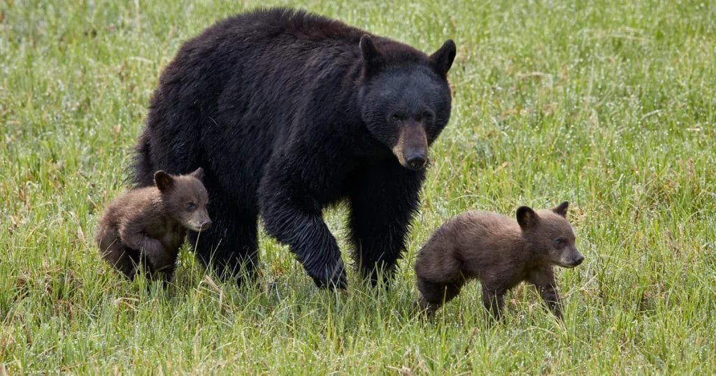 Bear attack injures 2 hikers at Yellowstone