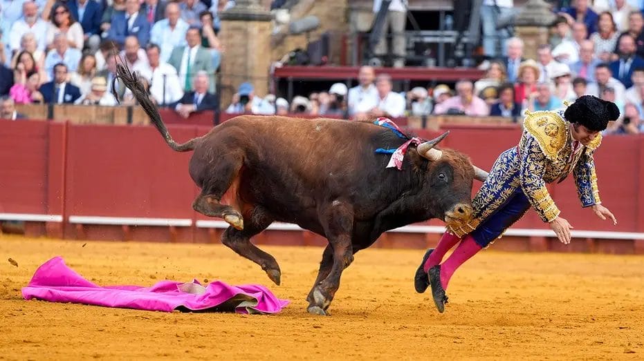 Bullfighter Gored in Groin, Emergency Surgery Needed