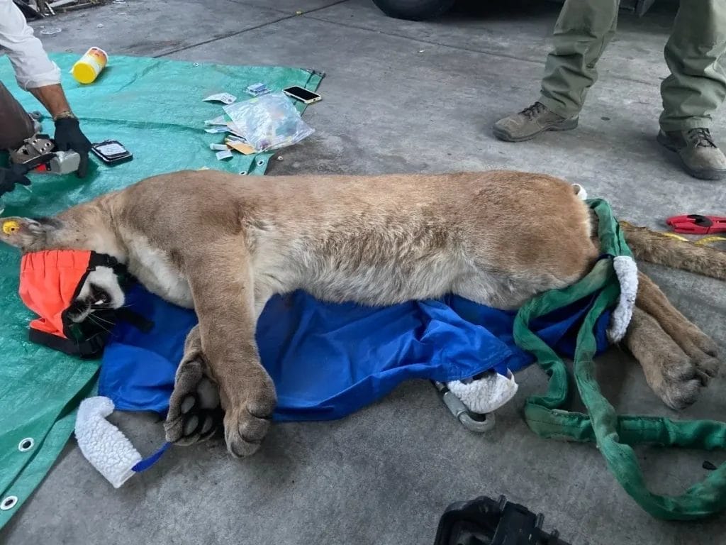 Smart Killer’s Mom’s Home Searched | Lion Under Car